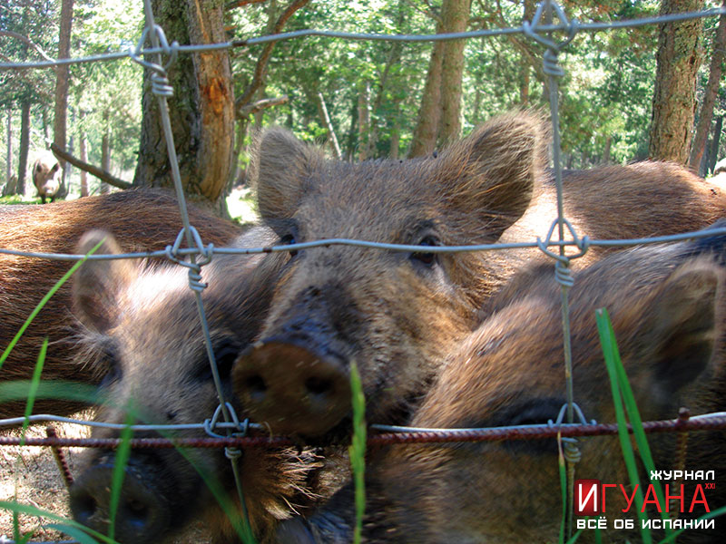 Парк-заповедник в пиренеях Parc Animalier - кабанчики